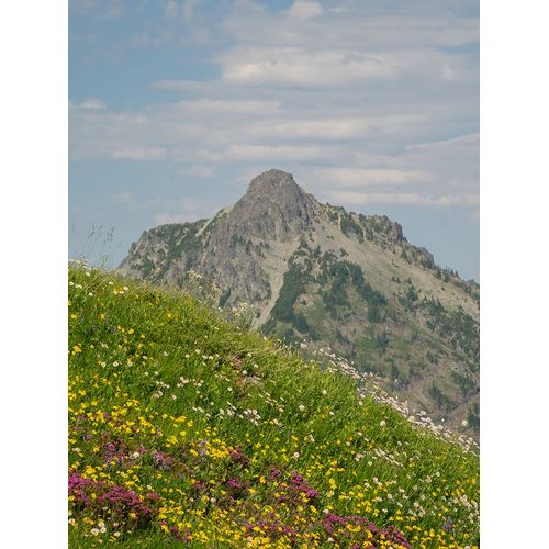Wild, Jamie and Judy 아티스트의 Washington State-Central Cascades-Rampart Ridge-Alta Mountain and wildflowers작품입니다.